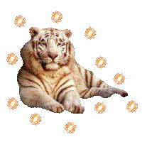 tigersprinkle_spirittigressstar.gif