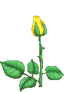 Yellow Blooming Rose